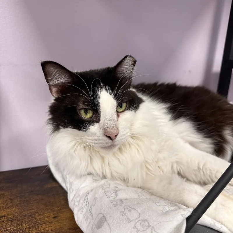 An adult large-sized female White Domestic Medium Hair cat named Minnie for adoption in Boston, MA