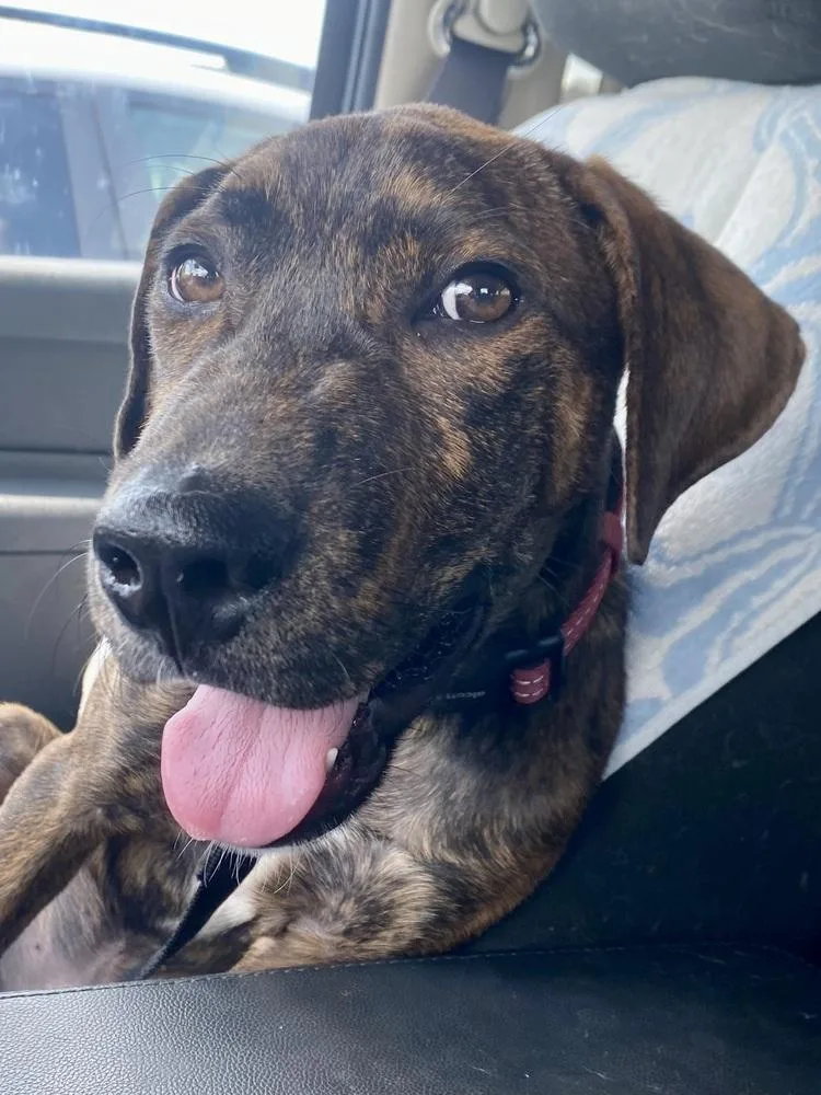 A baby large-sized male Black Mixed Breed dog named Dutch for adoption in Milton, DE
