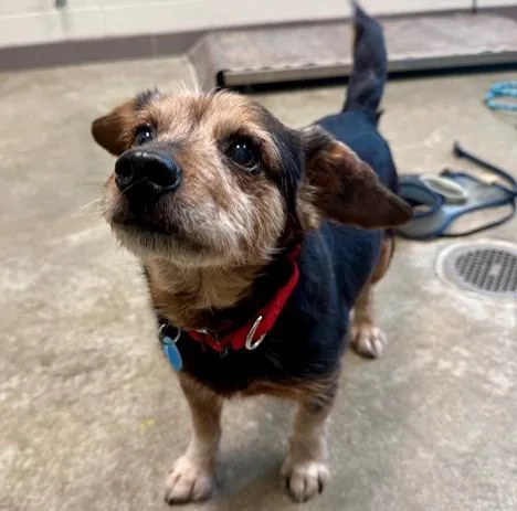 A senior small-sized male Chihuahua dog named Sully for adoption in Leesburg, VA