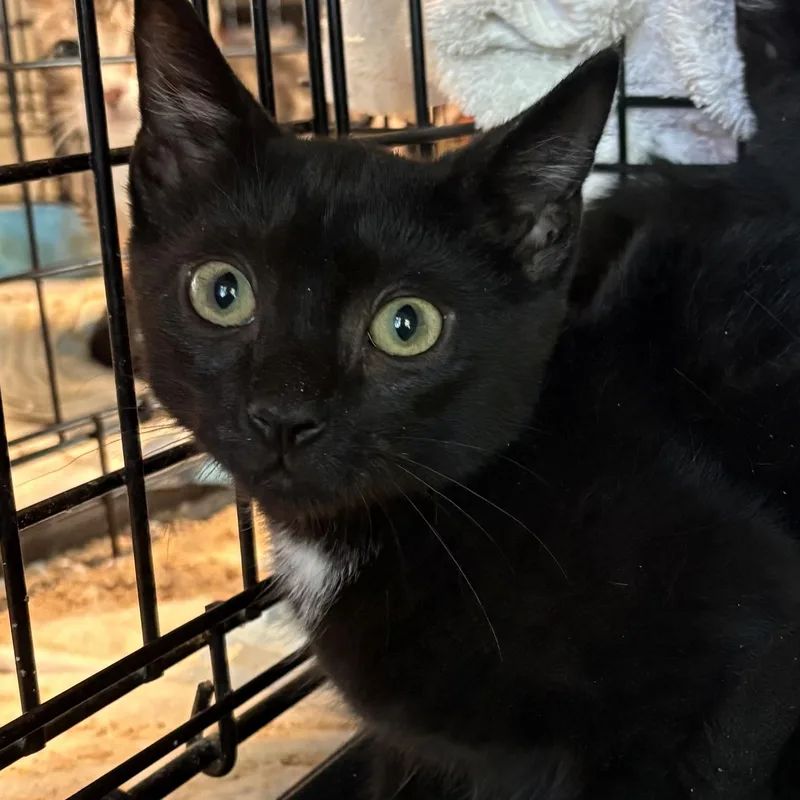 A baby medium-sized male Black Domestic Short Hair cat named Marlon for adoption in Roslyn Heights, NY