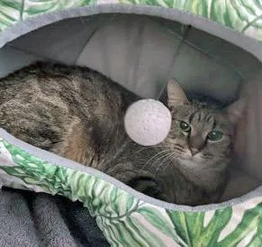 An adult medium-sized male Domestic Short Hair cat named Milo Levi for adoption in Fishers, IN