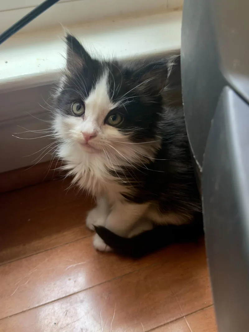 A young medium-sized female Domestic Short Hair cat named Espeon for adoption in Rockville, MD
