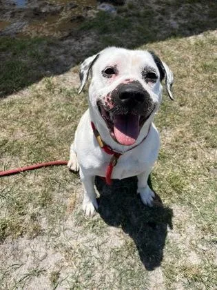 An adult medium-sized female Mixed Breed dog named Caroline for adoption in Manteo, NC