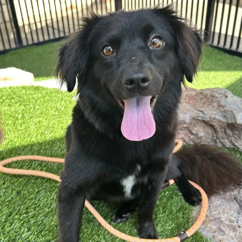 A young medium-sized female Black Spaniel dog named Pixie for adoption in Long Beach, CA