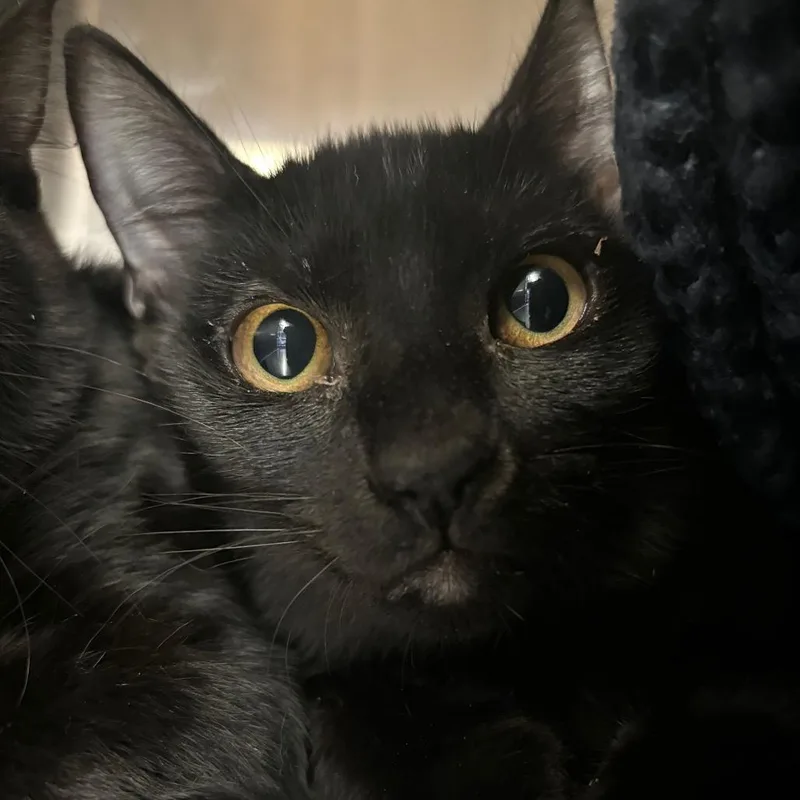 A baby small-sized female Black Domestic Short Hair cat named Winifred "Winnie" Sanderson for adoption in Spokane, WA