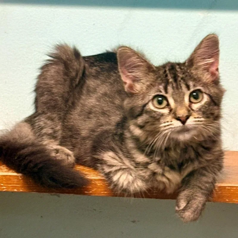 A baby small-sized female Brown / Chocolate Domestic Medium Hair cat named Rosa for adoption in Monticello, IL