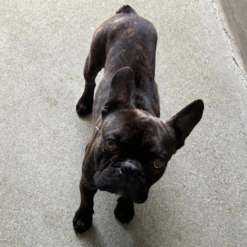 An adult medium-sized male Black French Bulldog dog named Chapo A for adoption in Mission Hills, CA