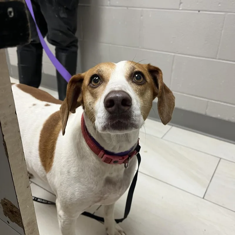 An adult medium-sized male White / Cream Beagle dog named Odie for adoption in Lufkin, TX