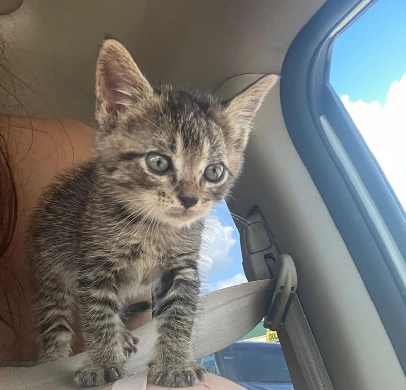A baby medium-sized male Tabby (Brown / Chocolate) Tabby cat named Harvey for adoption in Columbia, SC
