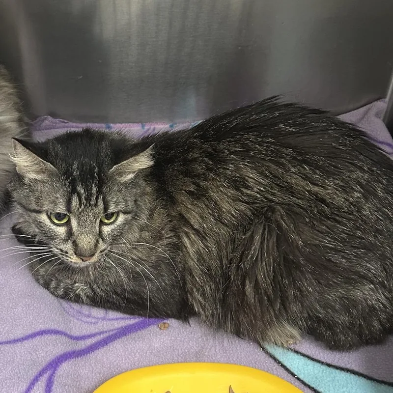 An adult medium-sized female Brown / Chocolate Domestic Long Hair cat named Joy for adoption in Hannibal, MO