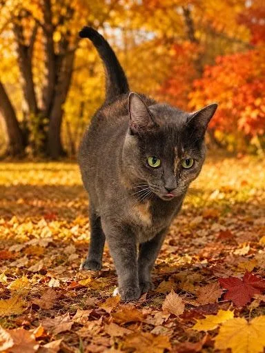 An adult medium-sized female Domestic Short Hair cat named Kaci for adoption in Lunenburg, MA