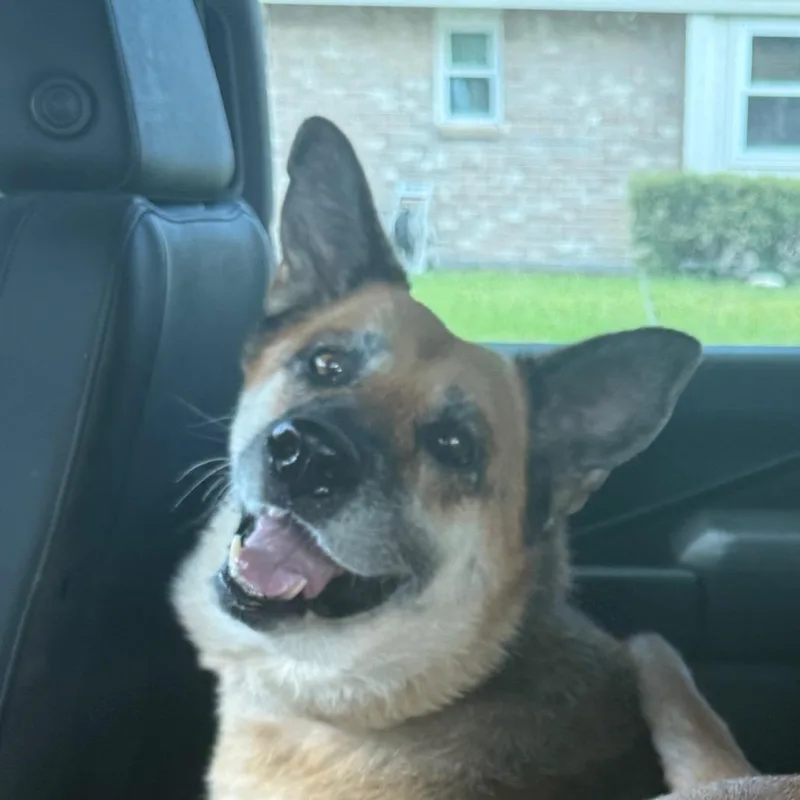 A senior large-sized female German Shepherd Dog dog named Trisket for adoption in Portland, TX