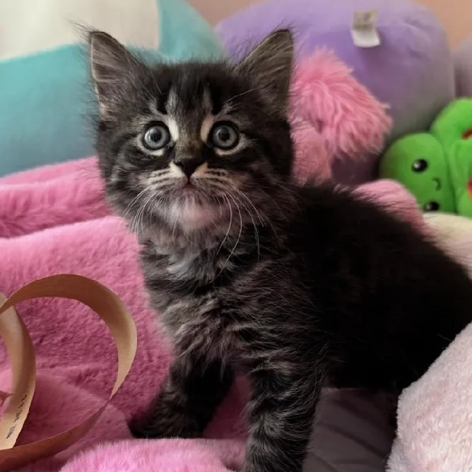 A baby medium-sized female Tabby (Brown / Chocolate) Domestic Medium Hair cat named Tortellini for adoption in Newark, NJ