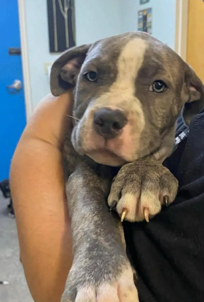 A baby large-sized male Mixed Breed dog named Willy for adoption in Ocala, FL