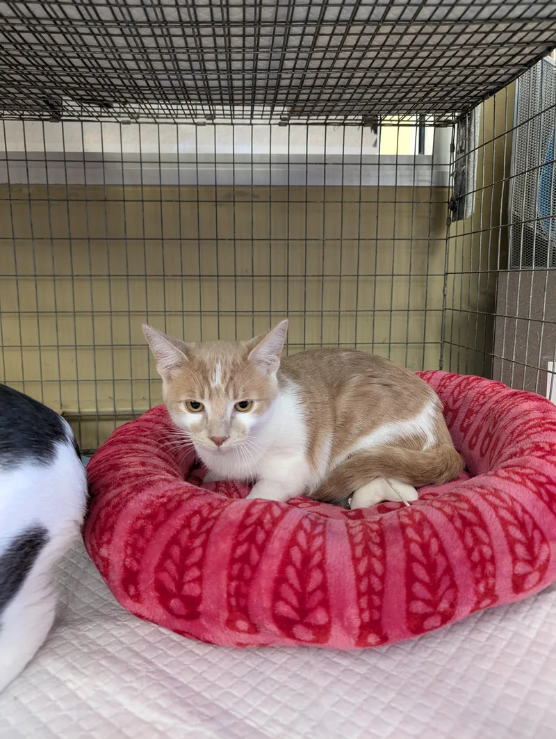A baby medium-sized male Buff / Tan / Fawn American Shorthair cat named Kennedy for adoption in Concord, CA