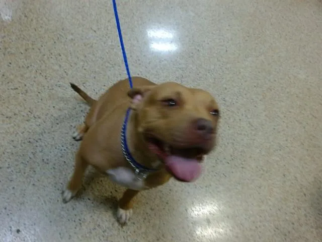 A young medium-sized female Terrier dog named Pink for adoption in Miami, FL