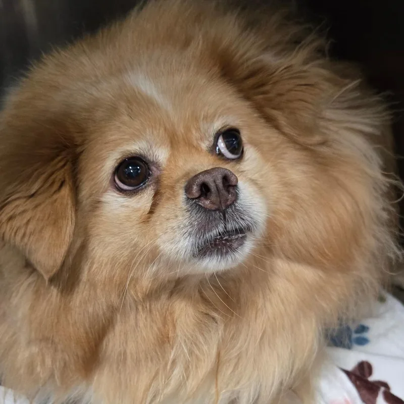 A baby small-sized female Yellow / Tan / Blond / Fawn Pomeranian dog named Peaches for adoption in Newark, NJ
