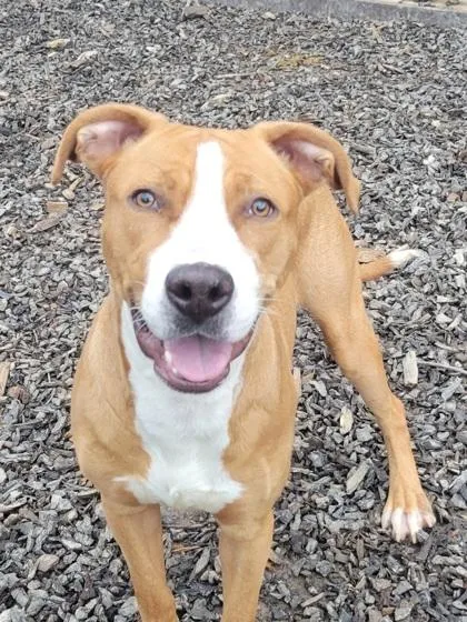 Flanders thumbnail 3