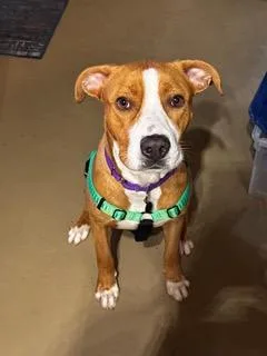 Flanders thumbnail 4