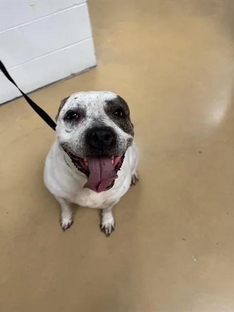 Nala Jo
