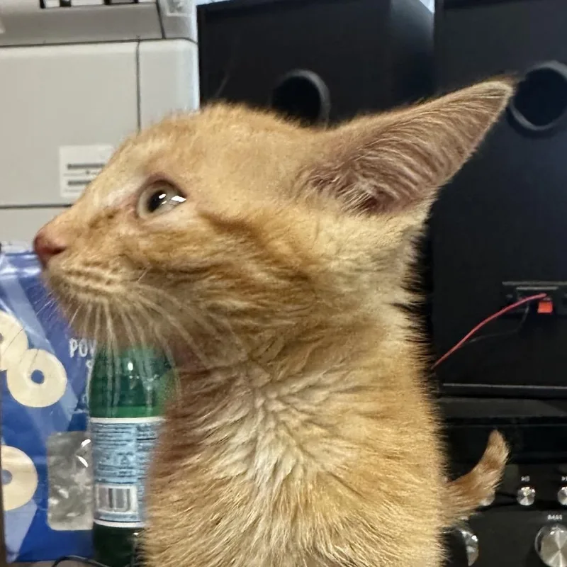 A baby small-sized male Orange / Red Domestic Short Hair cat named Sebastian for adoption in Park City, UT