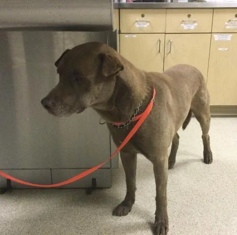 An adult large-sized male Pit Bull Terrier dog named Pretzel for adoption in Riverside, CA