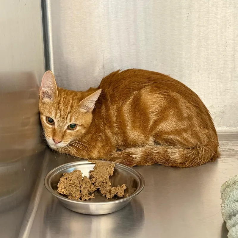 A baby medium-sized male Domestic Short Hair cat named Creamsicle for adoption in Englewood, FL
