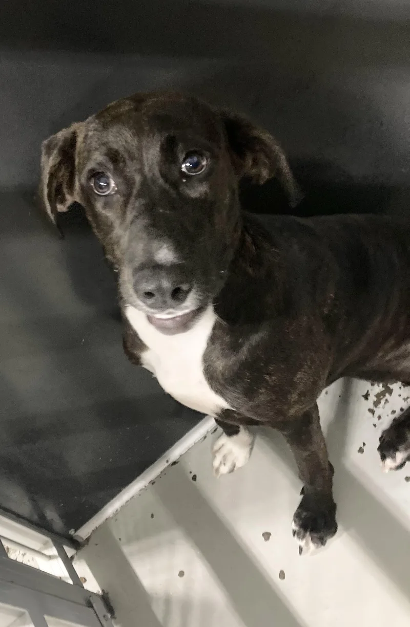 An adult medium-sized female Brindle Plott Hound dog named Tori for adoption in Manning, SC