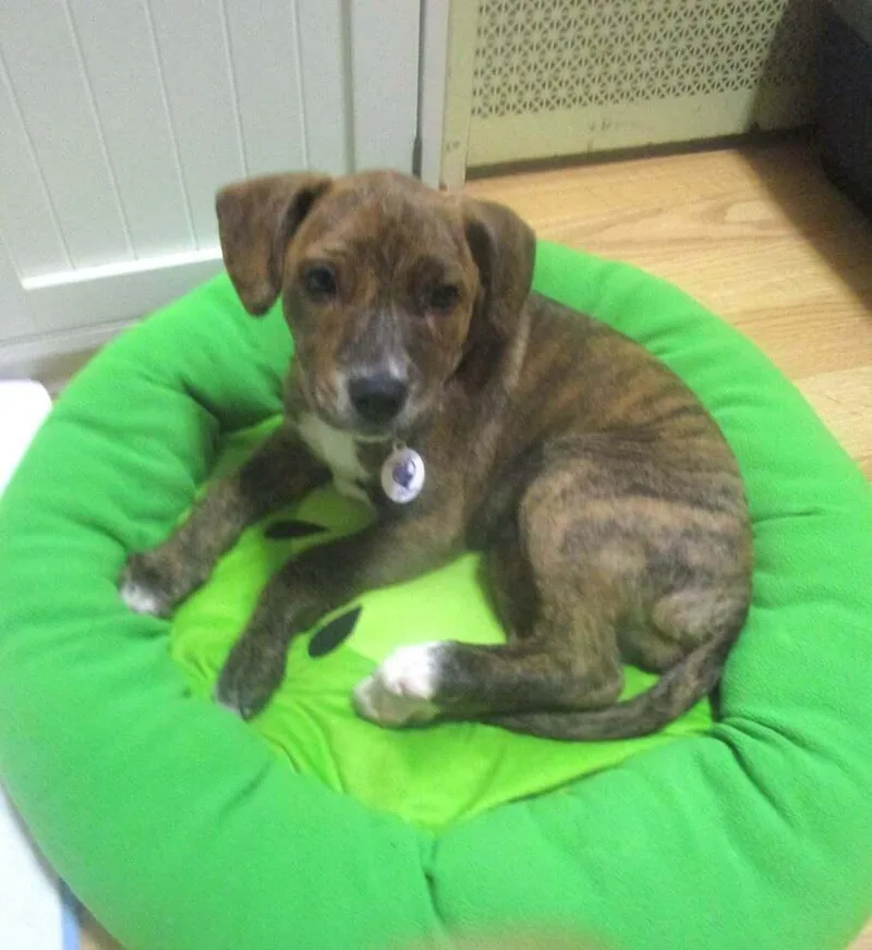 A baby medium-sized female Hound dog named Layla for adoption in Alden, NY