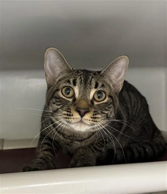 A young medium-sized male Domestic Short Hair cat named Miko for adoption in Boston, MA