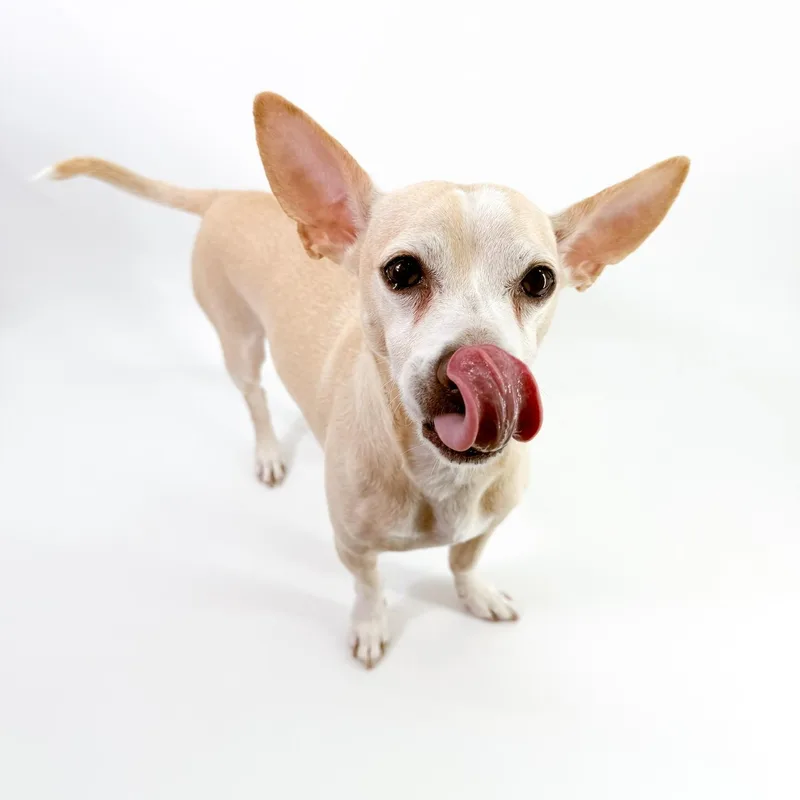 An adult small-sized male Apricot / Beige Chihuahua dog named Peter for adoption in Scottsdale, AZ