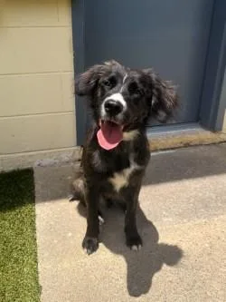 An adult medium-sized female Mixed Breed dog named Purdy for adoption in Savannah, GA