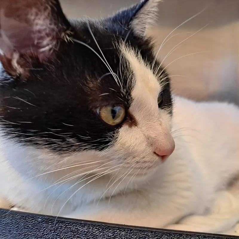 A young large-sized male White Domestic Short Hair cat named Beckett for adoption in Rock Falls, IL