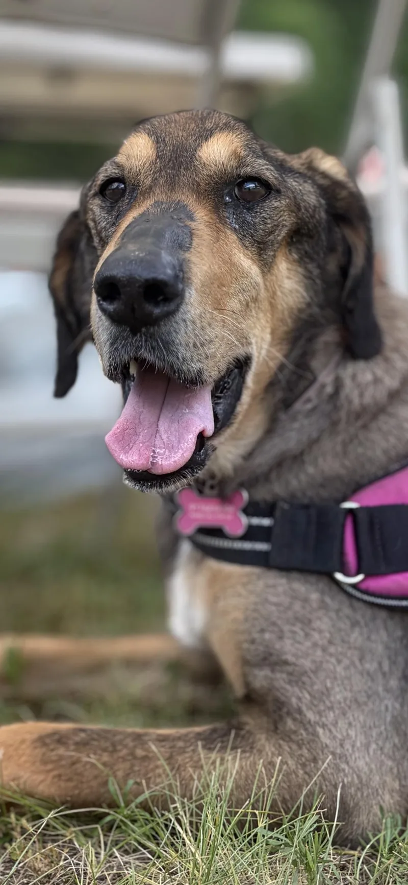 A senior medium-sized female Pharaoh Hound dog named Lily for adoption in New York, NY
