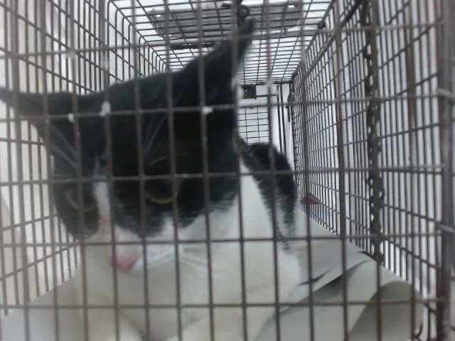 An adult small-sized female Domestic Short Hair cat named Keny for adoption in Miami, FL