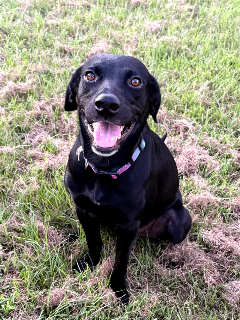 An adult medium-sized male Black Labrador Retriever dog named Wille for adoption in Willington, CT
