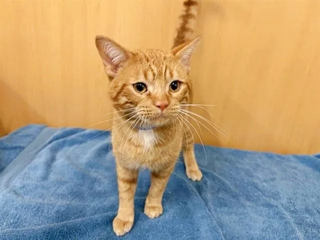 A young medium-sized male Domestic Medium Hair cat named Kyle for adoption in Saint Louis, MO