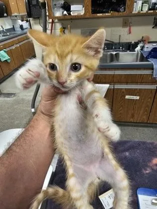 A baby small-sized male Domestic Short Hair cat named Jon Fighter for adoption in Gainesville, FL