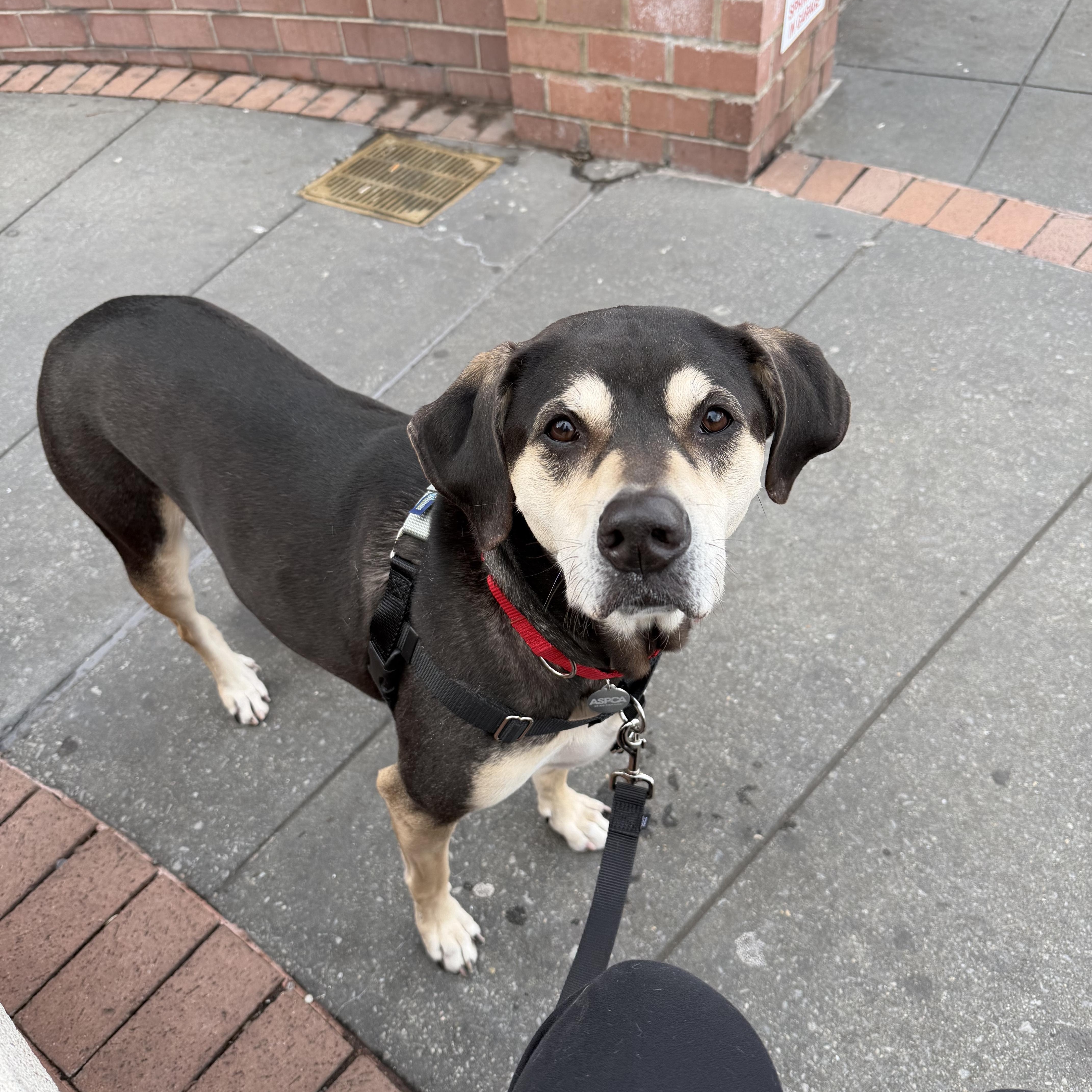 A senior large-sized female Mixed Breed dog named Gretchen for adoption in New York, NY