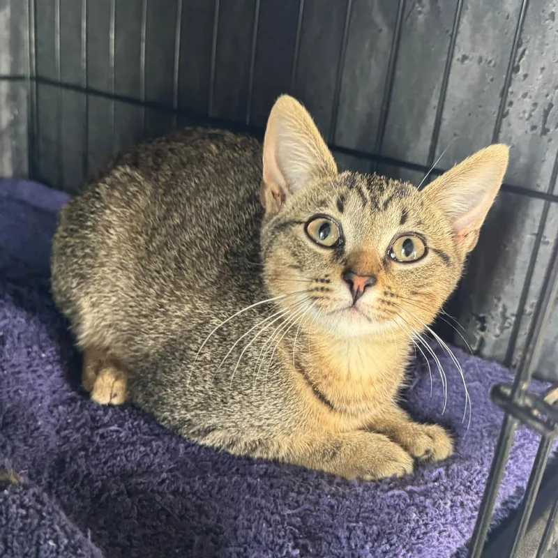 A baby small-sized female Buff / Tan / Fawn Domestic Short Hair cat named Sierra for adoption in Fredericksburg, TX