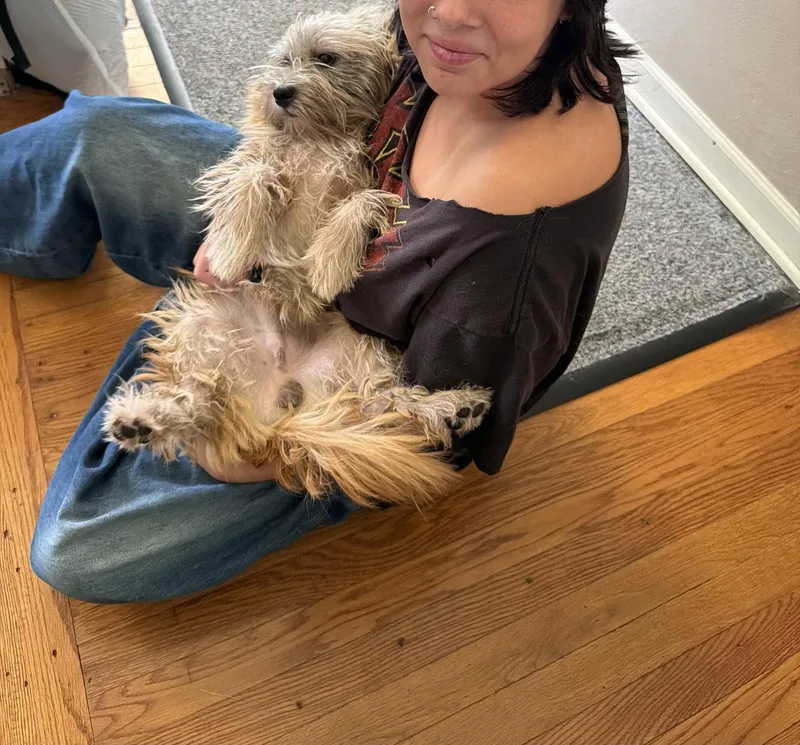 Yorkie thumbnail 3
