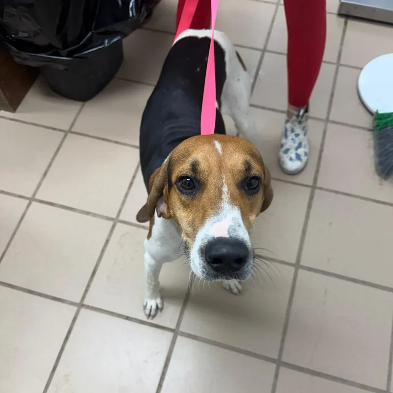An adult medium-sized male Brown / Chocolate Treeing Walker Coonhound dog named Bud for adoption in Starkville, MS
