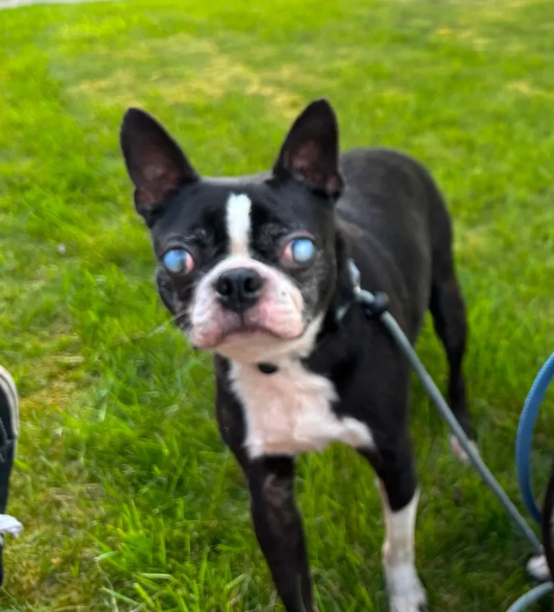 A senior small-sized male Boston Terrier dog named Bane for adoption in Tacoma, WA