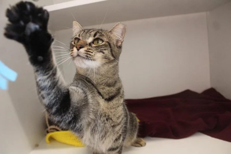 An adult medium-sized female Tabby (Brown / Chocolate) Domestic Short Hair cat named PintSized Paws for adoption in Chestertown, MD