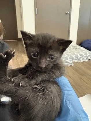 A baby small-sized male Domestic Short Hair cat named Brian for adoption in Palm Coast, FL