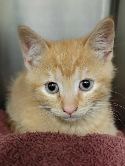 A baby medium-sized male Domestic Short Hair cat named Wolfhound for adoption in Elmira, NY