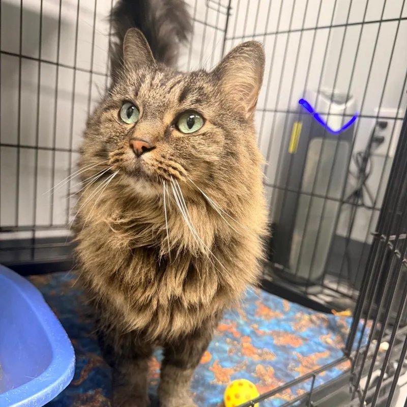 A senior small-sized female Brown / Chocolate Maine Coon cat named Minx for adoption in Georgetown, KY