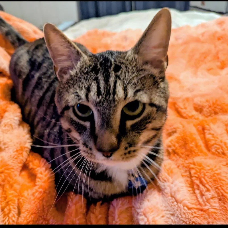 An adult large-sized male Brown / Chocolate Domestic Short Hair cat named Max for adoption in Fayetteville, GA