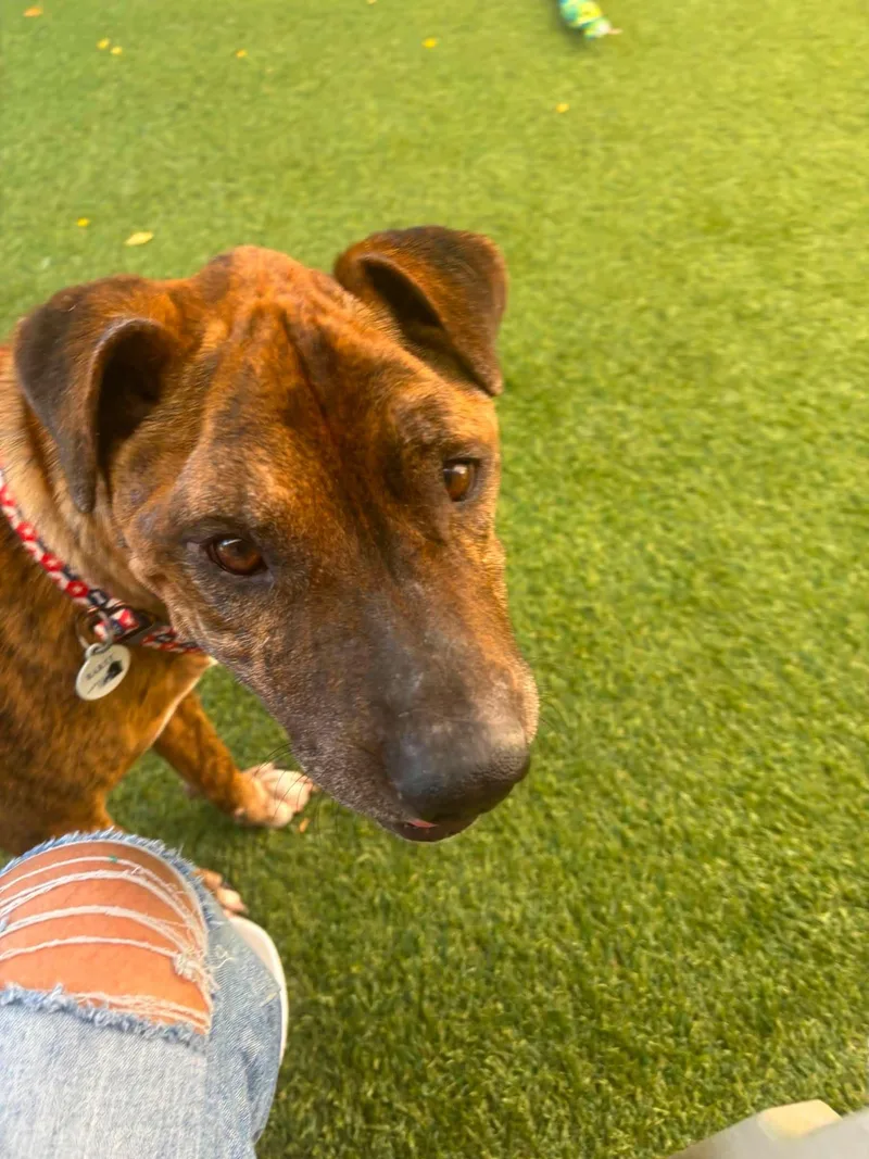 A senior medium-sized male Brindle Boxer dog named Mosaic for adoption in Phoenix, AZ