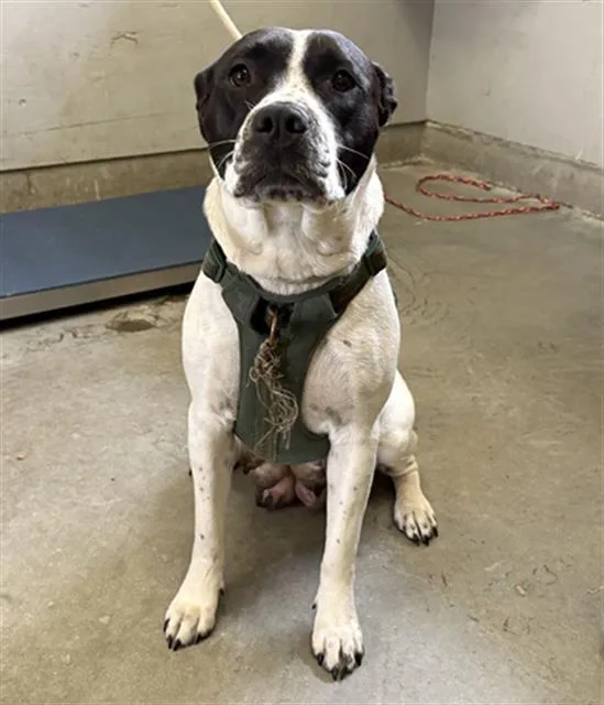 A young large-sized female Pit Bull Terrier dog named Trigger for adoption in Camarillo, CA